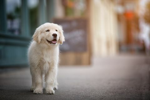 5 cele mai bune rase de câini dacă aveți deja animale de companie, conform Kennel Club