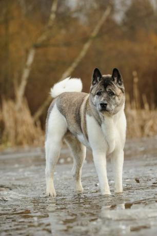 akita - cei mai buni câini de pază