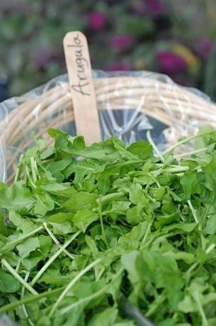 rucola proaspata de vanzare pe piata fermierilor