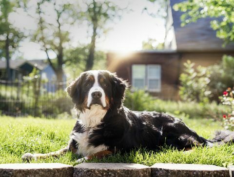 un câine de munte bernez regal stă la soare