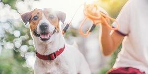 câine fericit, vesel și jucăuș, jack russell, relaxându-se și odihnindu-se în grădina din parc în aer liber și afară în vacanța de vară