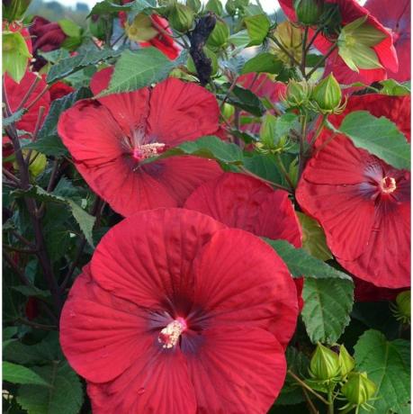 „Vin de epocă” Hardy Hibiscus 