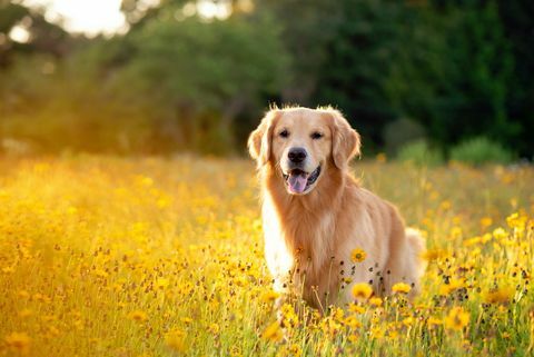 golden retriever pe câmp cu flori galbene