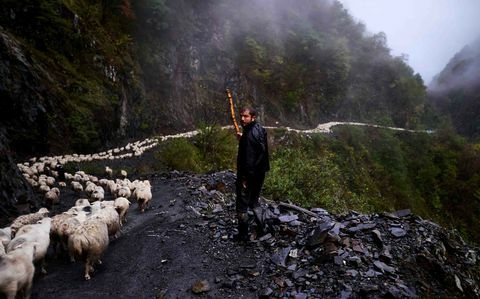 turmă de oaie - ceață - Abano Pass - Georgia - Amos Chapple / RFE / RL