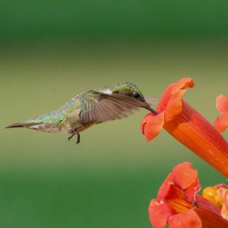 Hummingbird cu gât rubin și floare de trompetă