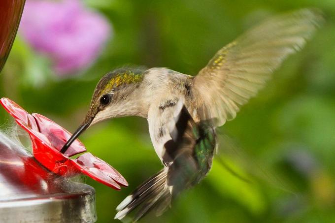 Instrucțiuni pentru rețeta de mâncare pentru colibri