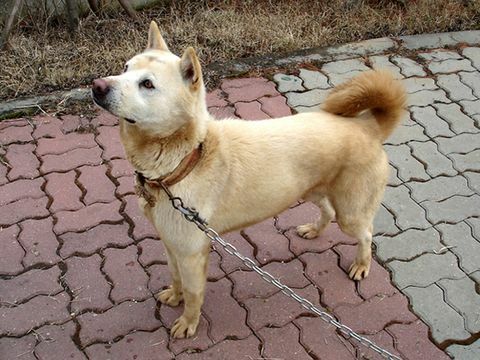 câine jindo