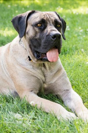 amestec de mastiff