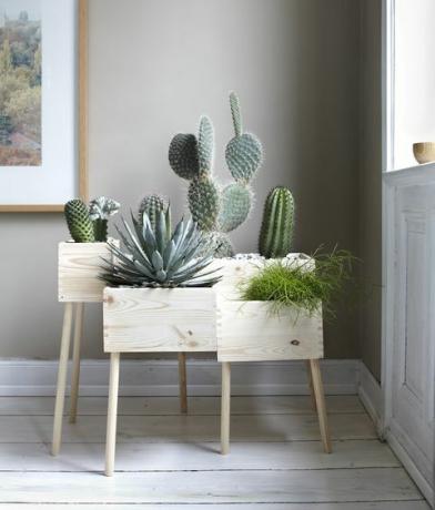 Plantele de cactus în cameră