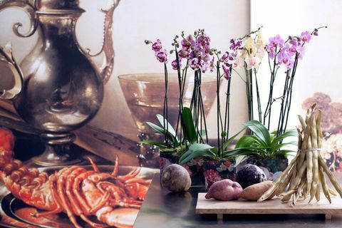 3 tipuri de orhidee care vă vor ajuta să îmbrățișați tendința de armonizare din 2017