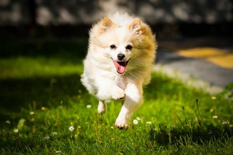 câine pomeranian alb care alergă pe câmp