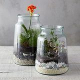 Beer Terrarium Planter