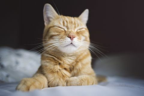 pisica ghimbir adormita fericita