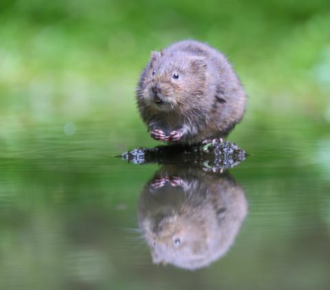 apă de vole