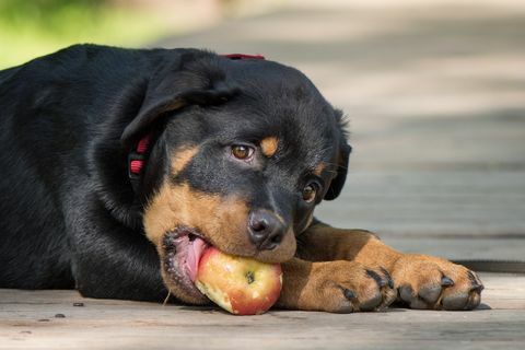 câinii pot mânca legume cu fructe