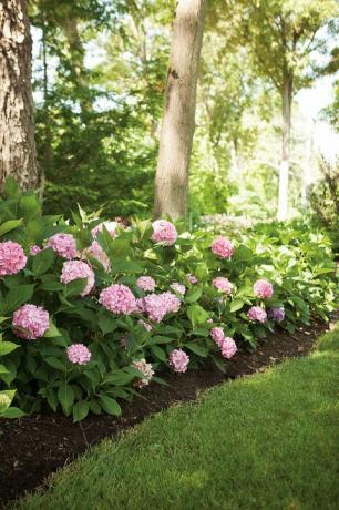 Let's Dance Big Easy Hydrangea gard viu