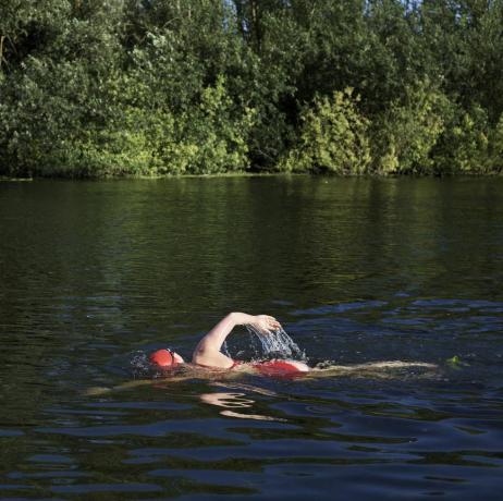 Marea Britanie, Bedfordshire, Great Barford, River Great Ouse, înotătoare sălbatică înot într-un râu