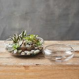 Shallow Bowl Terrarium