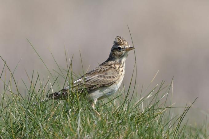 skylark alauda arvensis care caută hrană în pajiștile de coastă, trevose head, cornwall