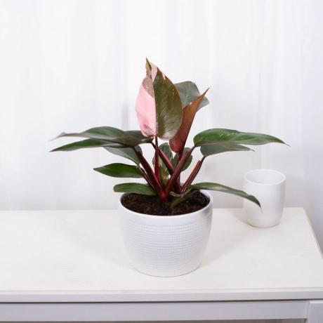 Pink Princess Philodendron, oală de 6 inci