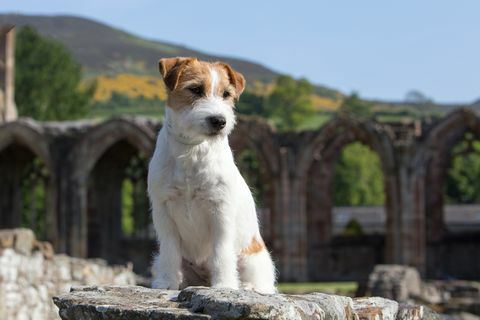 Jack Russell terrier