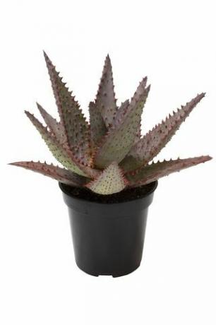 Aloe Vera „AJR”, oală de 3,5 inci