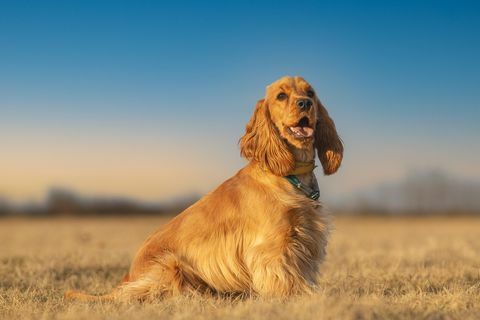 portret de cocker spaniel stând pe câmp pe cer