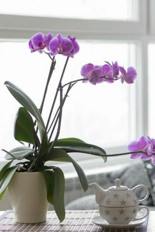 un prim plan al sufrageriei goale cu o orhidee violet