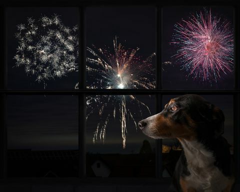 câinele se uită pe fereastră și urmărește artificiile