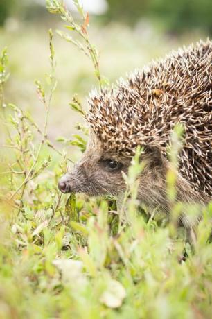 arici, nume științific erinaceus europaeus sălbatic, nativ, arici european în habitatul grădinii naturale cu iarbă verde și spațiu galben pentru copiere orizontală