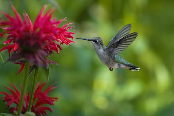 Instrucțiuni pentru rețeta de mâncare pentru colibri