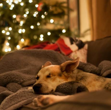 câine care se relaxează pe canapea de Crăciun