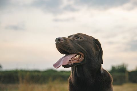 fotografie de profil a unui labrador fericit de ciocolată la apus