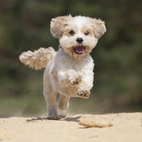 un amestec de shih tzumaltese este foarte fericit alergând pe nisipul galben la 3 metri deasupra câinelui zâmbitor