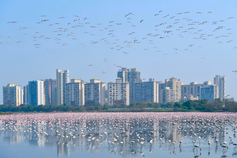 flamingo în Mumbai