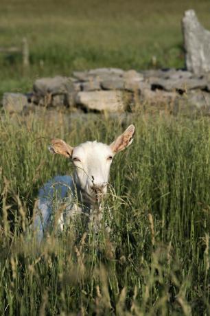o capră la ferma Beekman 1802 din izvoarele de Sharon, New York