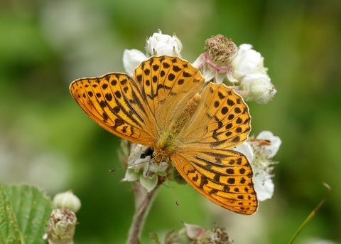 argint spălat fritilar argynnis paphia