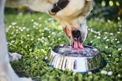 un prim plan al câinelui care bea apă din castron