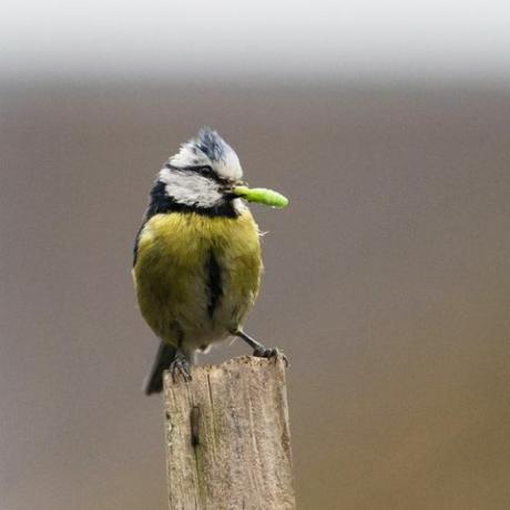 Londra, Regatul Unit, 10 mai 2020, pițigoi albaștri eurasiatici cyanistes caeruleus ține o omidă în cioc în timp ce lucrează non-stop livrând insecte puiilor săi într-un cuib într-o grădină rezidențială din sud-vestul Londrei pe 10 mai 2020 în Londra, Anglia fotografie de wiktor szymanowicz barcroft studios viitoarea publicare credit foto ar trebui să citească wiktor szymanowiczbarcroft media prin getty imagini