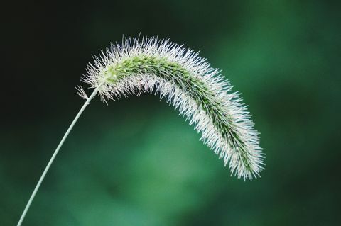 buruieni cu spikelet de vulpe