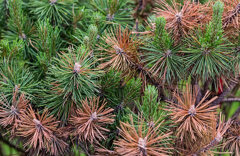 Ace verzi de pin și arse brune, pericol meteorologic arid al dezastrelor ecologice