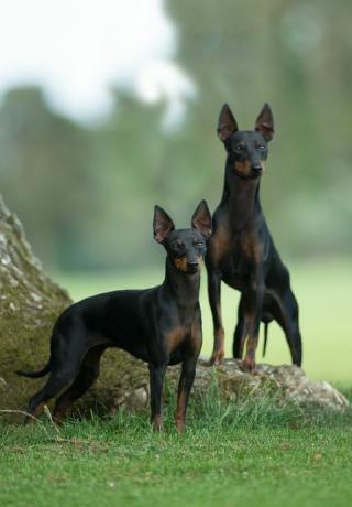 Terrier englezesc de jucărie