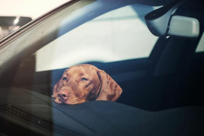câine trist lăsat singur în mașina încuiată
