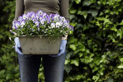 femeie de grădină care deține un ghiveci de plante care conține pansies viola sp