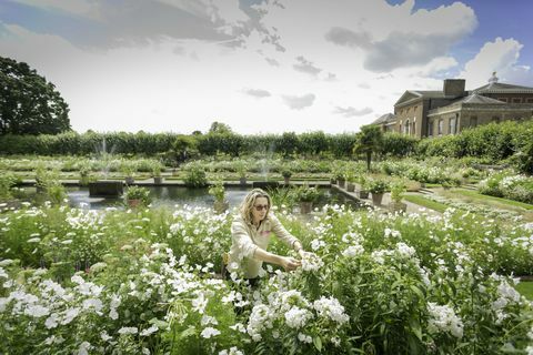 Un grădinar tinde să înflorească în Grădina Albă de la Palatul Kensington