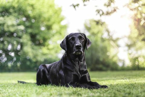 un labrador afară