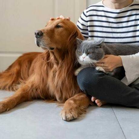 Golden Retriever și British Shorthair își însoțesc proprietarul