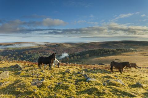 Ponei Dartmoor