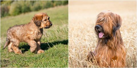 câine briard ca cățeluș și adult