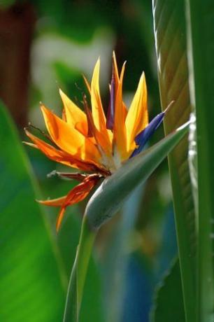 numele comune ale strelitzia reginae includ floarea macaralei și pasărea paradisului, a primit astfel de nume pentru florile sale exotice care arată ca capul unei macarale